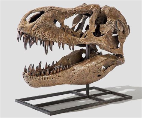 t rex skull replica 1:1